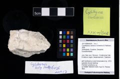 Foto (Objekt + Etikett) von Cyclothyreus cardiacus (Schweitzer & Feldmann, 2009)  (NHMW-GEO-2017-0089-0026)
